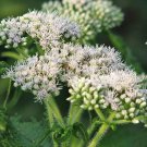 Best-Selling 200 TALL WHITE BONESET (Thoroughwort) Eupatorium Perfoliatum Flower Seeds