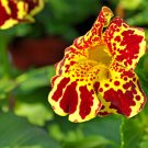 Premium 250 TIGER MONKEY Mixed Colors Mimulus Tigrinus Flower Seeds Premium 250 TIGER MONKEY Mixed Colors Mimulus Tigrinus Flower Seeds