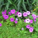 Top-Quality 200 Mixed LAURA BUSH PETUNIA Violacea Pink Purple White Trumpet Flower Seeds Top-Quality 200 Mixed LAURA BUSH PETUNIA Violacea Pink Purple White Trumpet Flower Seeds