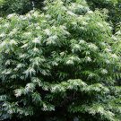 Limited Edition 50 LILY Of The VALLEY TREE Sourwood Sorrel Oxydendrum Arboreum Flower Seeds