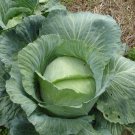 New Arrival 500 FLAT DUTCH Late CABBAGE Brassica Oleracea Capitata Vegetable Seeds New Arrival 500 FLAT DUTCH Late CABBAGE Brassica Oleracea Capitata Vegetable Seeds