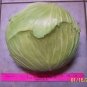 New Arrival 500 FLAT DUTCH Late CABBAGE Brassica Oleracea Capitata Vegetable Seeds