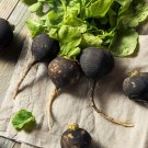 New Arrival 300 BLACK SPANISH ROUND Hot Spicy European Raphanus Sativus Root Vegetable Seeds