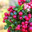 Limited Edition 50 LINGONBERRY Mountain Cranberry Vaccinium Vitis-Idea Berry Dwarf Shrub Seeds Limited Edition 50 LINGONBERRY Mountain Cranberry Vaccinium Vitis-Idea Berry Dwarf Shrub Seeds