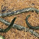 Premium 10 SNAKE GOURD Multicolored Craft Gourd Lagenaria Siceraria Vine Seeds Premium 10 SNAKE GOURD Multicolored Craft Gourd Lagenaria Siceraria Vine Seeds