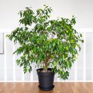 Limited Edition 50 WEEPING FIG Ficus Benjamina Benjamin Indian Rubber Tree Houseplant Seeds