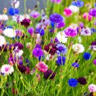 Premium 1000 Mixed BACHELORS BUTTON CORNFLOWER Centaurea Seeds