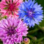 Premium 1000 Mixed BACHELORS BUTTON CORNFLOWER Centaurea Seeds