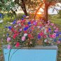 Premium 1000 Mixed BACHELORS BUTTON CORNFLOWER Centaurea Seeds