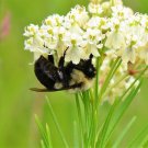Top-Quality 20 WHITE WORLED (Horesetail) MILKWEED Asclepias Verticillata Flower Seeds
