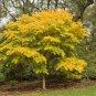 Top-Quality 10 YELLOW ASH TREE Kentucky Yellowwood White Flr Cladrastis Lutea Kentukea Seeds