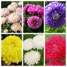 Exclusive 30 MIXED PAEONY ASTER Callistephus Peony Red Pink Blue Purple + Flower Seeds