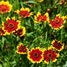 Exclusive 1000 PLAINS COREOPSIS (Golden Tickseed) Coreopsis Tinctoria Flower Seeds Exclusive 1000 PLAINS COREOPSIS (Golden Tickseed) Coreopsis Tinctoria Flower Seeds