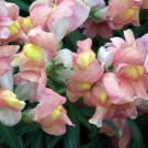 New Arrival 500 APPLE BLOSSOM SNAPDRAGON Antirrhinum Majus Pink White Yellow Flower Seeds New Arrival 500 APPLE BLOSSOM SNAPDRAGON Antirrhinum Majus Pink White Yellow Flower Seeds