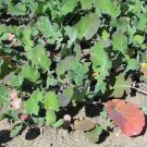 New Arrival 1000 Dwarf ESSEX RAPE KALE Brassica Napus Vegetable Seeds New Arrival 1000 Dwarf ESSEX RAPE KALE Brassica Napus Vegetable Seeds