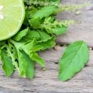 Top-Quality 150 LIME BASIL Ocimum Basilicum HERB Flower Seeds Top-Quality 150 LIME BASIL Ocimum Basilicum HERB Flower Seeds