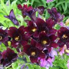 Best-Selling 25 Chilean BLACK PAINTED TONGUE Salpiglossis Sinuata Paisley Flower Seeds