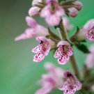 Exclusive 100 Pink CHINESE MOTHERWORT Leonurus Japonicus Siberian Honey Herb Flower Seeds