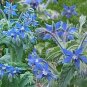 New Arrival 100 Blue Star BORAGE HERB Borago Officinalis Flower Seeds