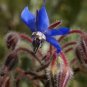 New Arrival 100 Blue Star BORAGE HERB Borago Officinalis Flower Seeds