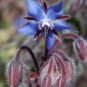 New Arrival 100 Blue Star BORAGE HERB Borago Officinalis Flower Seeds