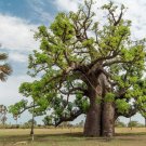 New Arrival 5 African BAOBAB TREE Adansonia Digitata Monkey Bread Judas Fruit Seeds