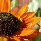 Best-Selling 100 Orange EVENING COLORS SUNFLOWER Helianthus Annuus Flower Seeds