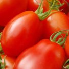 Best-Selling 500 ITALIAN ROMA TOMATO Lycopersicon Lycopersicum Fruit Vegetable Seeds