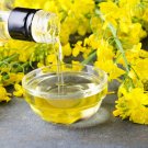 Premium 1000 ' WICHITA ' Winter CANOLA Brassica Napus Rape Oilseed Cover Crop Seeds Premium 1000 ' WICHITA ' Winter CANOLA Brassica Napus Rape Oilseed Cover Crop Seeds