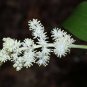 Top-Quality 10 SOLOMON'S SPIKE White Western False Seal Maianthemum Racemosum Flower Seeds