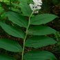 Top-Quality 10 SOLOMON'S SPIKE White Western False Seal Maianthemum Racemosum Flower Seeds