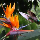 Top-Quality 5 TROPICAL BIRD OF PARADISE Strelitzia Reginae Crane Flower Houseplant Seeds