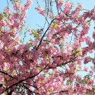 Premium 5 HIMALAYAN CHERRY Prunus Cerasoides Pink Flowers Red Fruit Tree Seeds Premium 5 HIMALAYAN CHERRY Prunus Cerasoides Pink Flowers Red Fruit Tree Seeds