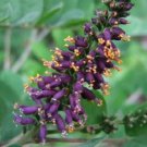 Top-Quality 50 FRAGRANT FALSE INDIGO (Dwarf Wild Indigo) Amorpha Nana Flower Seeds