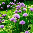 Premium 500 CHIVE Allium Schoenoprasum Vegetable Seeds Premium 500 CHIVE Allium Schoenoprasum Vegetable Seeds