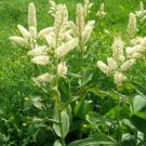 Best-Selling 100 VIRGINIA BUNCHFLOWER LILY White Hellebore Melanthium Virginicum Flower Seeds Best-Selling 100 VIRGINIA BUNCHFLOWER LILY White Hellebore Melanthium Virginicum Flower Seeds