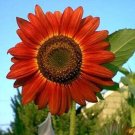 Limited Edition 25 RED SUN SUNFLOWER Helianthus Annuus Flower Seeds Limited Edition 25 RED SUN SUNFLOWER Helianthus Annuus Flower Seeds