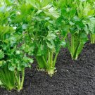 Best-Selling 1000 TALL UTAH CELERY Apium Graveolens Dulce Vegetable Seeds Best-Selling 1000 TALL UTAH CELERY Apium Graveolens Dulce Vegetable Seeds