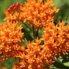 Premium 30 ORANGE BUTTERFLY MILKWEED Asclepias Tuberosa Flower Seeds