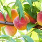 Top-Quality 3 NEMAGUARD PEACH TREE Prunus Persica Fruit Pink Flower Seeds Top-Quality 3 NEMAGUARD PEACH TREE Prunus Persica Fruit Pink Flower Seeds