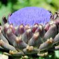 Limited Edition 50 PURPLE ROMAGNA ARTICHOKE Italian Cynara Scolymus Flower Vegetable Seeds