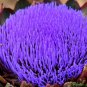 Limited Edition 50 PURPLE ROMAGNA ARTICHOKE Italian Cynara Scolymus Flower Vegetable Seeds