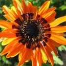 Premium 50 ORANGE PRINCE Cape DAISY Monarch of the Veldt Venidium Fastuosum Flower Seeds Premium 50 ORANGE PRINCE Cape DAISY Monarch of the Veldt Venidium Fastuosum Flower Seeds