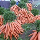 Premium 1500 TENDERSWEET CARROT Deep Orange Red Daucus Carota Vegetable Seeds Premium 1500 TENDERSWEET CARROT Deep Orange Red Daucus Carota Vegetable Seeds