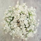 Top-Quality 10 WHITE ALLIUM Neapolitanum Flowering or Naples Onion, Neopolitan or Daffodil G Top-Quality 10 WHITE ALLIUM Neapolitanum Flowering or Naples Onion, Neopolitan or Daffodil G