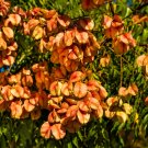 Limited Edition 10 CHINESE FLAME TREE Koelreuteria Bipinnata Lantern Rain Yellow Pink Flower See Limited Edition 10 CHINESE FLAME TREE Koelreuteria Bipinnata Lantern Rain Yellow Pink Flower See