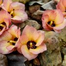 Exclusive 10 PORTIA TREE Yellow Pink Purple Flowers Change Color Thespesia Populnea Seeds Exclusive 10 PORTIA TREE Yellow Pink Purple Flowers Change Color Thespesia Populnea Seeds