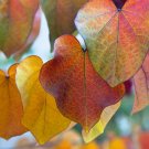 New Arrival 25 JUDAS TREE European Redbud Love Tree Cercis Siliquastrum Pink Purple Flower S New Arrival 25 JUDAS TREE European Redbud Love Tree Cercis Siliquastrum Pink Purple Flower S