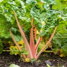 Best-Selling 40 PINK FLAMINGO SWISS CHARD Beta Vulgaris Perpetual Spinach Vegetable Seeds Best-Selling 40 PINK FLAMINGO SWISS CHARD Beta Vulgaris Perpetual Spinach Vegetable Seeds