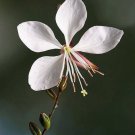 Exclusive 100 White GAURA WHIRLING BUTTERFLIES Gaura Lindheimeri Flower Seeds Exclusive 100 White GAURA WHIRLING BUTTERFLIES Gaura Lindheimeri Flower Seeds